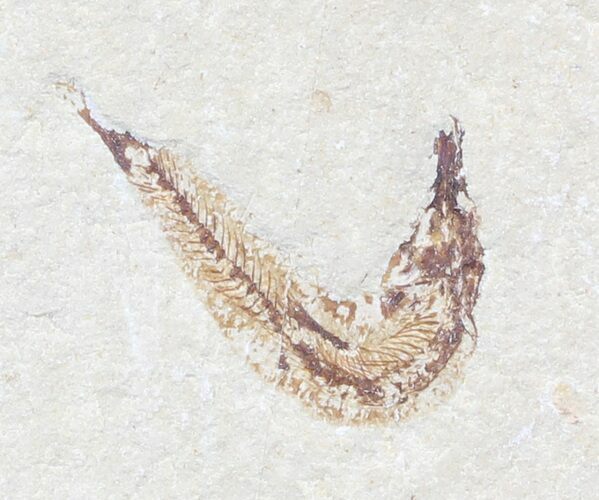 Bargain, Cretaceous Fossil Fish - Lebanon #53955